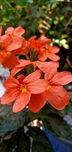 Fleurs fleurissant dans la belle saison d'été en Inde, Cette fleur s'appelle Aboli à Marathi - Photo, image