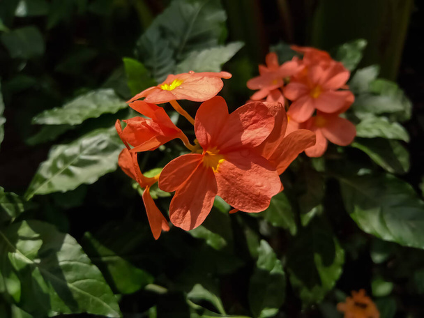 Fleurs fleurissant dans la belle saison d'été en Inde, Cette fleur s'appelle Aboli à Marathi - Photo, image