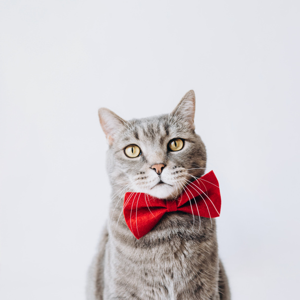 Porträt einer grauen Katze mit einem roten Schmetterling am Hals auf einem hellen Hintergrund. Blick auf camera.animal background.World pet day.Minimal, stilvoll, trendy Urlaubskonzept. Pet Store Poster Design - Foto, Bild