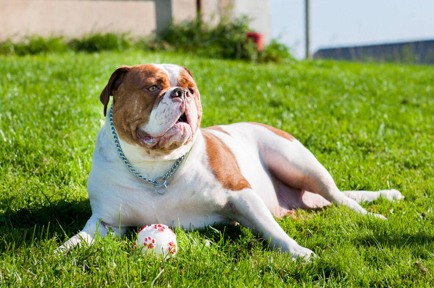Punainen aikuinen amerikkalainen bulldog leikkii pallolla - Valokuva, kuva