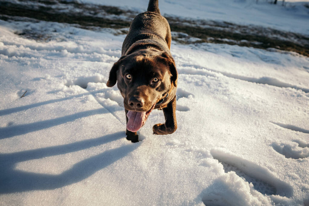 Egy kutya, amit hó borít, egy labrador. - Fotó, kép