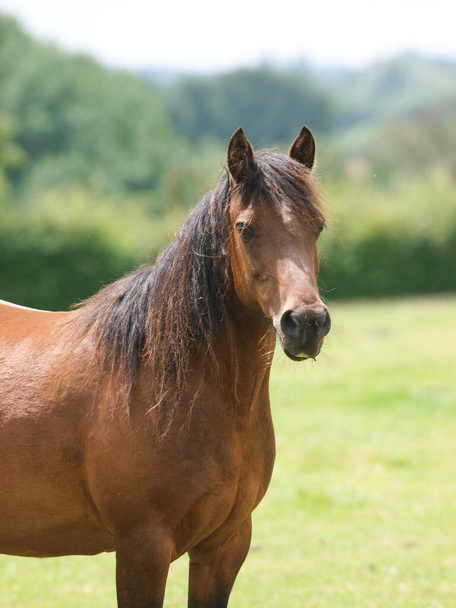 Un grazioso cavallo di baia con una lunga criniera si trova da solo in un recinto. - Foto, immagini