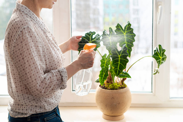 Indoor potted fresh plants on the windowsill in the sunlight. Woman spraying with water green leaves of Alocasia amazonica Polly Elephant Ear - Fotografie, Obrázek