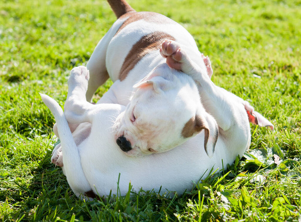 Funny American Bulldog puppies are playing on nature - Photo, Image