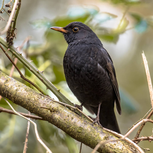 Common blackbird (Turdus merula). One of the most familiar birds in parks and gardens of Europe. Male bird perched on branch in tree and looking for food. Wildlife in nature. Netherlands - Foto, immagini