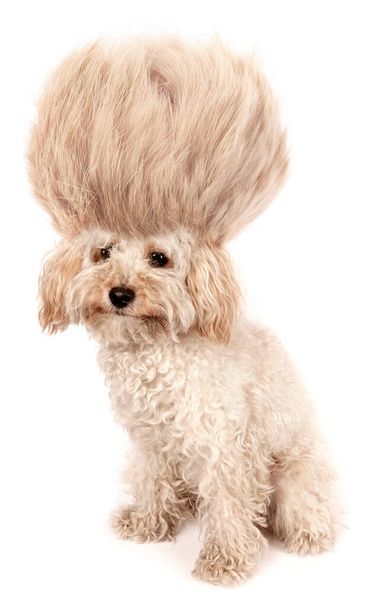 Божевільний цуценя собачого пуделя з кумедною зачіскою натягнутою шерстю ізольовано на білому тлі
                                - Фото, зображення
