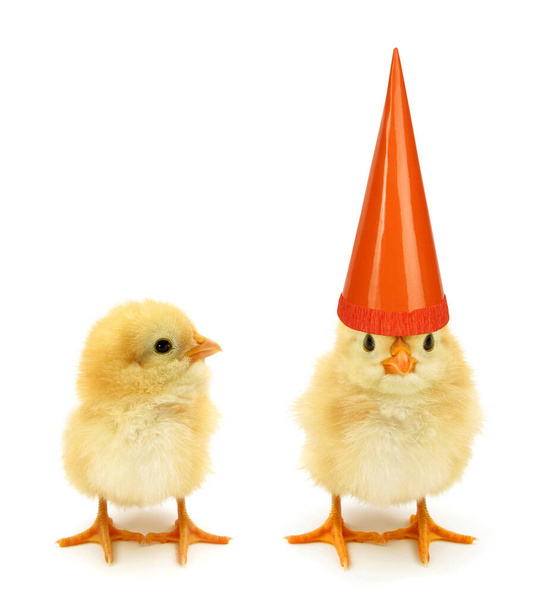 Дві пташенята одна з капелюхом високого дня народження
                                - Фото, зображення