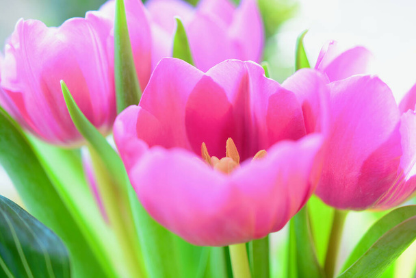 Estetyczny kwiat, ekstremalne zbliżenie makro strzał różowy i biały wiosenne tulipany z zielenią. Bokeh tła i niewyraźne, aby stworzyć artystyczne wrażenie tego pięknego, popularnego kwiatu w słońcu - Zdjęcie, obraz