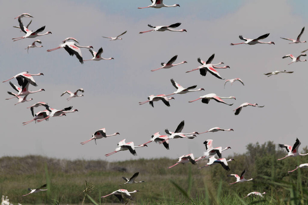 Flamingi latające i stojące nad jeziorami w zatoce Walvis w Namibii, Afryka - Zdjęcie, obraz