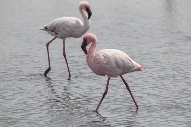 Flamingi spacerujące po morzu, szukające pożywienia w zatoce Walvis w Namibii, Afryka - Zdjęcie, obraz