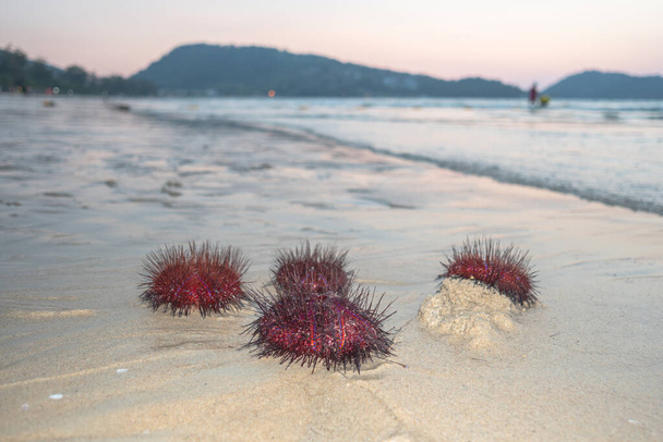 Numerosi ricci di mare rossi splendidamente modellati sono lavati dalle onde sulla spiaggia di Patong, - Foto, immagini