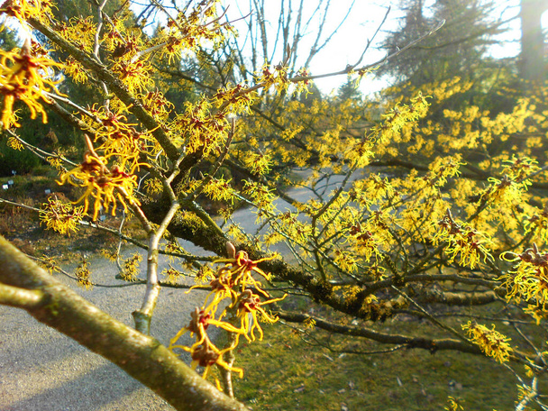A yellow witch hazel bush, Austria, Europe - Photo, Image
