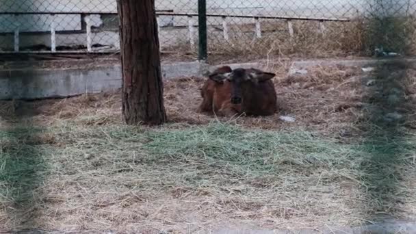Aranyos nő fekszik szomorúan és stresszesen a kerítés mögött egy állatkertben. A vadon élő állatok, mint a szarvasok fogságban tartása kis helyeken a turisták szórakoztatására. Állati jogokkal szembeni etikátlan kegyetlen magatartás. - Felvétel, videó