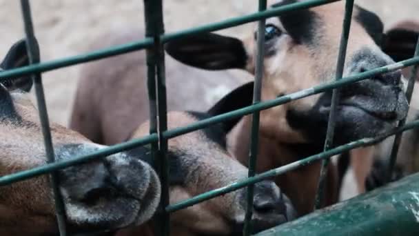 フェンスの後ろにかわいい空腹の茶色のヤギが食べ物のために戦っています。動物園での動物への餌やり。農場でヤギの面白い顔。村や悲しい観光エンターテイメントで肉やチーズのための牛を繁殖. - 映像、動画
