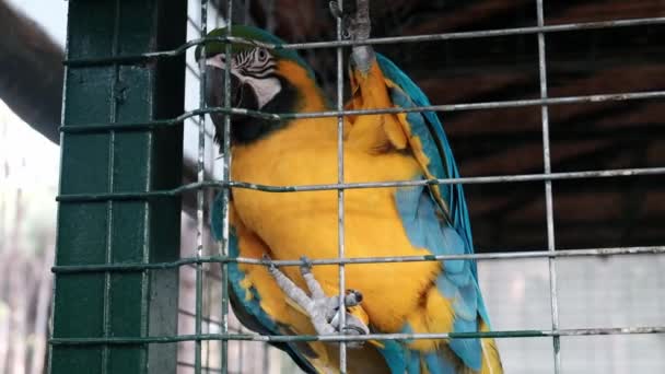 Όμορφος πολύχρωμος παπαγάλος που κάθεται σε ένα κλουβί σε ένα ζωολογικό κήπο και σέρνεται γύρω από πράσινο μεταλλικό φράχτη. Φυλακισμένο μοναχικό ζώο κρατείται αιχμάλωτο για τουριστική ψυχαγωγία. Φωτεινά φτερά και πτηνά με μακριά ουρά - Πλάνα, βίντεο