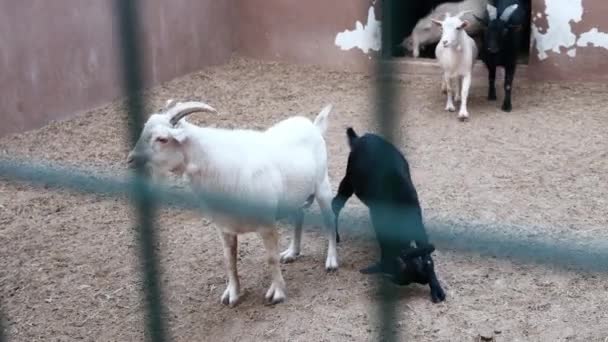 Egy csapat vicces aranyos fehér és fekete kecske egy állatkertben jön ki, boldogan kommunikálnak a turistákkal. Háziállatok a szórakoztatóiparban, tenyészmarhák húsiparban és tejben. - Felvétel, videó