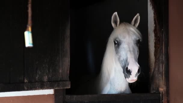 Kaunis valkoinen hevonen seisoo suljetussa tallissa tilalla näyttäen surulliselta ja kärpästen ärsyttämältä. Jalostus hevosia turisti ratsastus viihdettä tai lihaa tilalla. Vankeudessa pidetyt kotieläimet. - Materiaali, video