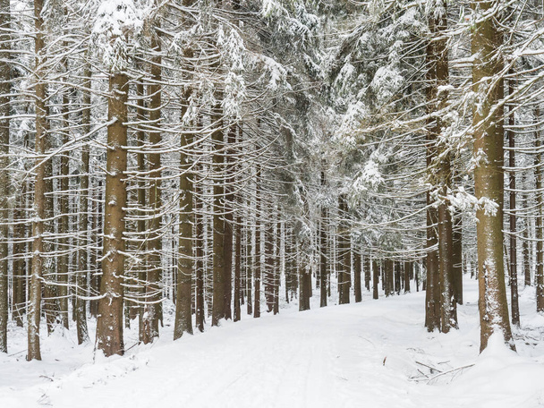 Sneeuwrijke wegbocht in het winterbos met besneeuwde sparren bomen en wandelende zwarte grijze jachthond. Brdy Mountains, Heuvels in Tsjechië. - Foto, afbeelding