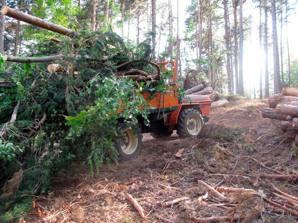 le transport et la logistique du bois en foresterie et en gestion forestière - Photo, image