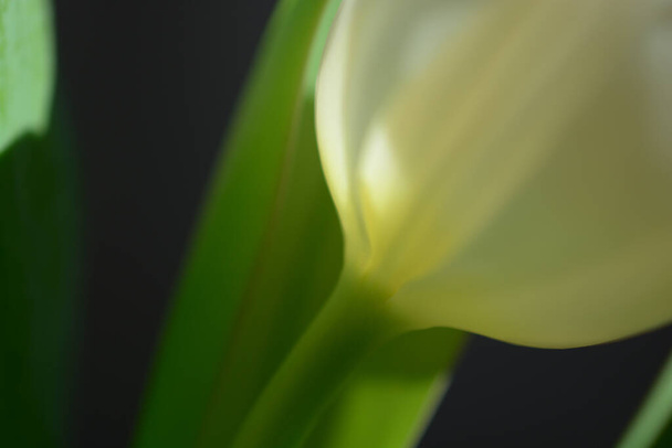 Weiße Tulpen vor einem Bokeh-Hintergrund ästhetisch, extreme Nahaufnahme Makroaufnahme von Frühlingstulpen mit viel Grün. Bokeh Hintergründe schaffen künstlerischen Eindruck dieser Sommerblume im Sonnenlicht - Foto, Bild