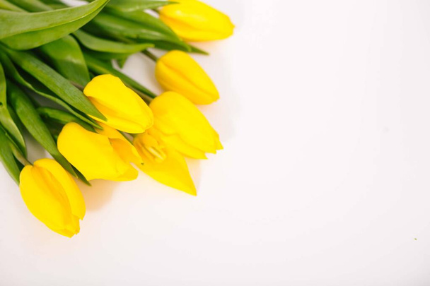 Tulipanes amarillos aislados sobre fondo blanco. Copiar espacio.  - Foto, Imagen