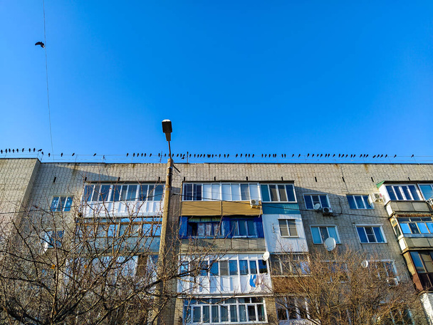 Bir apartmanın çatısında oturan büyük bir karga sürüsü. - Fotoğraf, Görsel