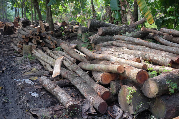 A pile of logs that have a relatively small or young diameter - Photo, Image