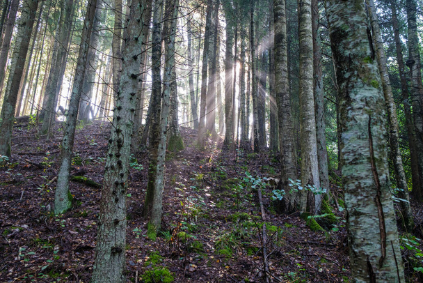 mystický letní les se zelenou trávou a slunečními paprsky procházející mezi stromy mlhou a mlhou - Fotografie, Obrázek