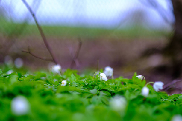 μικρά λευκά ανοιξιάτικα λουλούδια σε πράσινο υγρό φόντο υφή με θαμπάδα - Φωτογραφία, εικόνα