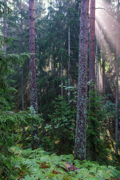 mystický letní les se zelenou trávou a slunečními paprsky procházející mezi stromy mlhou a mlhou - Fotografie, Obrázek