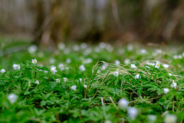 malé bílé jarní květiny na zeleném mokrém pozadí povrch textury s rozmazání - Fotografie, Obrázek