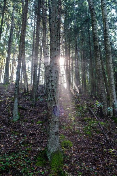 мистический летний лес с зеленой травой и солнечными лучами, проходящими сквозь деревья с туманом и туманом - Фото, изображение