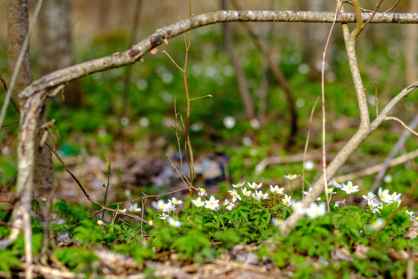 pequeñas flores blancas de primavera sobre fondo húmedo verde textura de la superficie con desenfoque - Foto, imagen