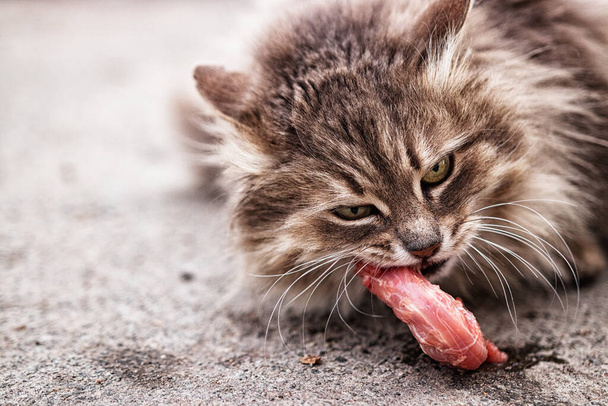 Пушистый кот ест мясо на улице. Помогать бездомному животному. Анимал, милый, пушистый, портрет, фауна, еда, корм, помощь - Фото, изображение