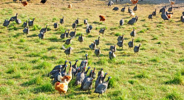 Brueil en Vexin, Francia - 3 aprile 2017: un allevamento di pollame  - Foto, immagini