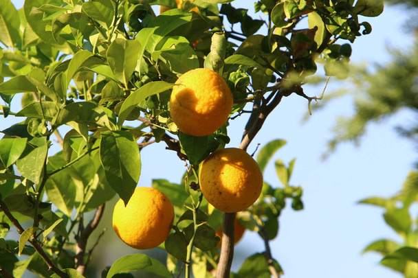 fruits orange dans le jardin d'agrumes dans le parc de la ville  - Photo, image