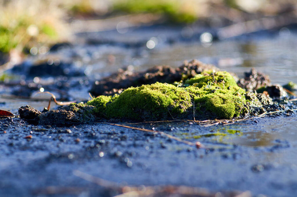 土と水の間の緑の苔の島。3月 - 写真・画像