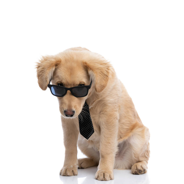 cute elegant golden retriever puppy wearing polka dotted tie and looking over sunglasses, sitting isolated on white background in studio - Photo, Image