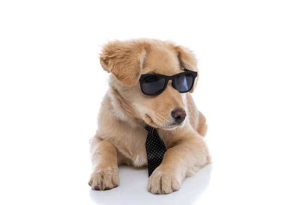 adorabile elegante cucciolo labrador indossa occhiali da sole e cravatta a pois, sdraiato e guardando a lato su sfondo bianco in studio - Foto, immagini