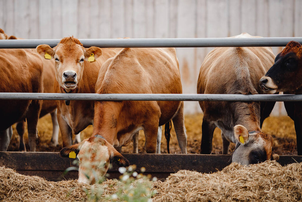 Melkveehouderij. Rode jersey koeien staan in stal hooi te eten - Foto, afbeelding