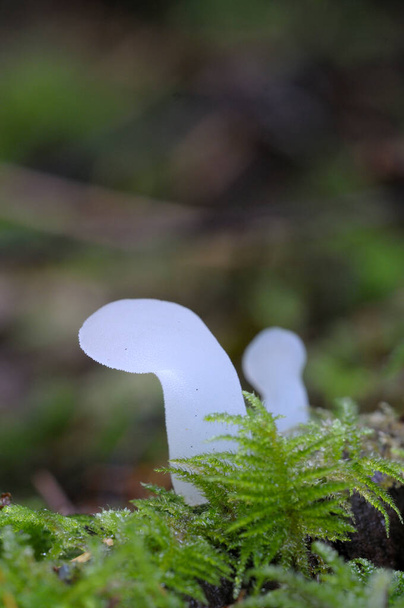 Toothed Jelly Fungus (Pseudohydnum gelatinosum - Photo, Image