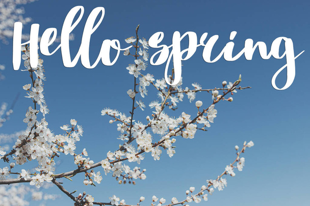 Hello spring text on beautiful blooming white cherry branches in blue sky in sunny light. Modern greeting card. Stylish handwritten sign. Spring time - Photo, Image