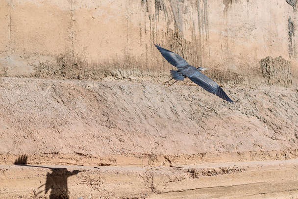 Lentävä suuri sininen haikara, Marokko - Valokuva, kuva