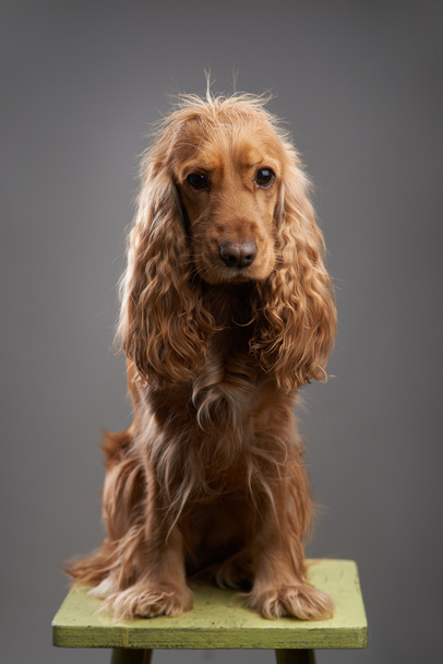 redhead dog spaniel on a gray - Fotó, kép