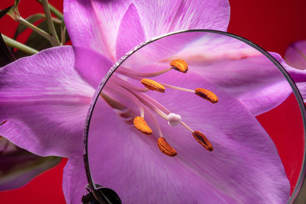 Kwiat lilii ze szkłem powiększającym na tłokach i łodygach, aby uzyskać jeszcze więcej szczegółów. - Zdjęcie, obraz
