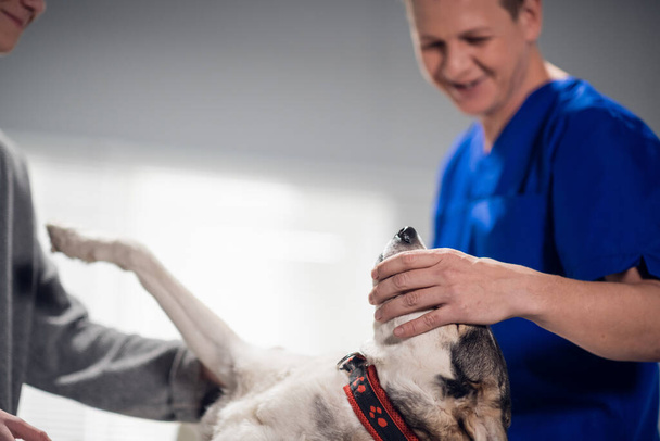 Een schattige husky hond krijgt een check-up bij de dierenartsen kantoor - Foto, afbeelding