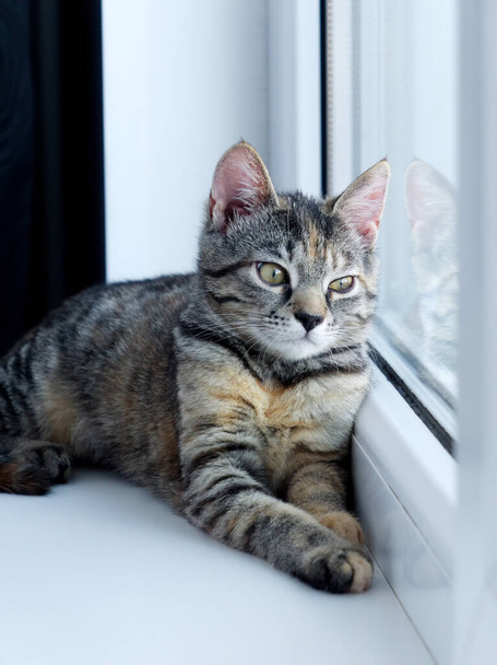 Eine kleine graue Katze liegt auf einem weißen Fensterbrett und schaut aus dem Fenster. Schwarze Vorhänge im Hintergrund - Foto, Bild