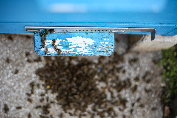 Kuolleet mehiläiset pesivät kannessa talven jälkeen. Kuolleita hyönteisiä Kuolleet mehiläiset - torjunta-aineiden ja muuntogeenisten organismien myrkyttämät. Valikoiva painopiste - Valokuva, kuva