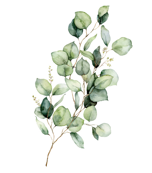 Cartão floral aquarela de ramos de eucalipto, folhas e sementes. Mão pintado buquê de eucalipto dólar de prata isolado no fundo branco. Ilustração para design, impressão, tecido ou fundo. - Foto, Imagem