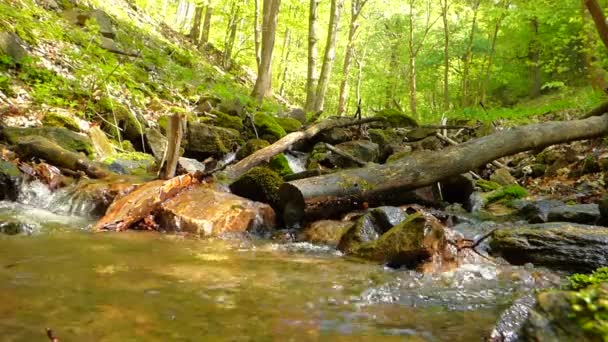 kleiner Bach im Wald - Filmmaterial, Video